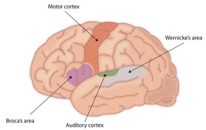 Diagram of the language-related areas of human cerebral cortex.