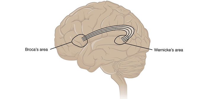 Diagram illustrating the connections between the two major language areas of the human brain, Wernicke's area and Broca's area.