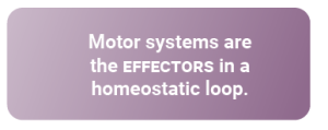 Text box: Motor systems are the EFFECTORS in a homeostatic loop.