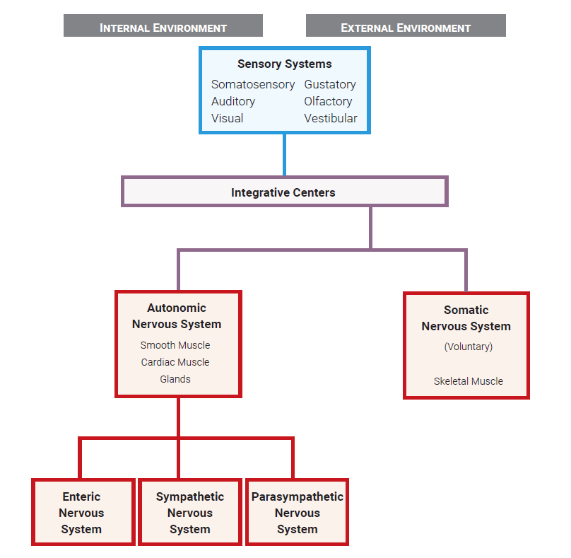 Diagram/flowchart showing the organization of the nervous system into sensory and motor components.