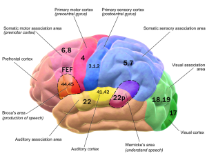 Motor Cortex – Introduction to Neuroscience