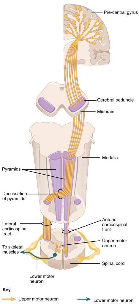 Diagram showing the corticospinal tract