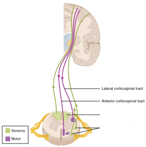 Diagram of the lateral and anterior corticospinal tracts