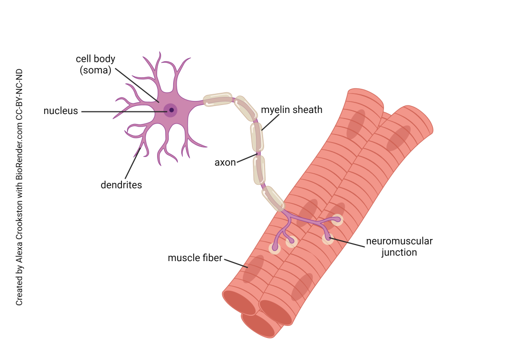 Diagram showing a lower motor neuron (alpha motor neuron) contacting a muscle cell at the neuromuscular junction