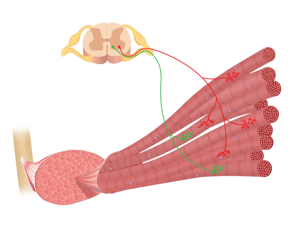 Diagram showing the muscle fibers that make up a motor unit