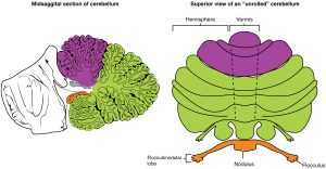 Diagram showing the anatomy of the cerebellum