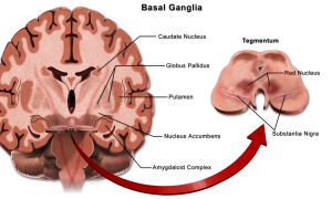 Coronal section of the human brain showing the location of the basal nuclei