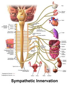 Illustration showing the anatomy of the sympathetic nervous system