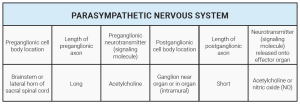 Table listing the features of the parasympathetic nervous system.