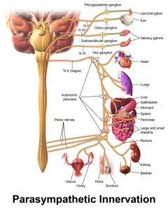 Illustration showing the anatomy of the parasympathetic nervous system.