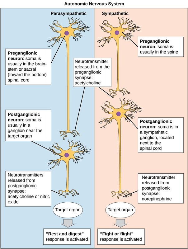 Diagram with stylized neurons comparing and contrasting the features of the sympathetic and parasympathetic nervous systems.