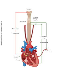 Diagram comparing the sympathetic and parasympathetic innervation of the heart