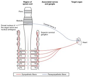 Schematized diagram showing the innervation of the heart.