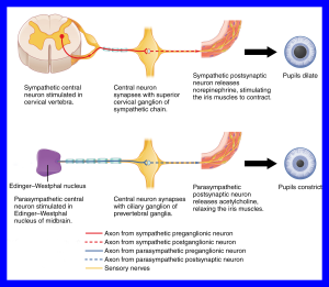 Diagram showing the sympathetic and parasympathetic innervation of the iris which defines pupil size.