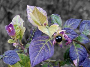 Photograph of the Atropa belladonna plant