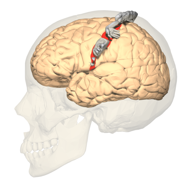 Lateral view of the brain showing functional areas.