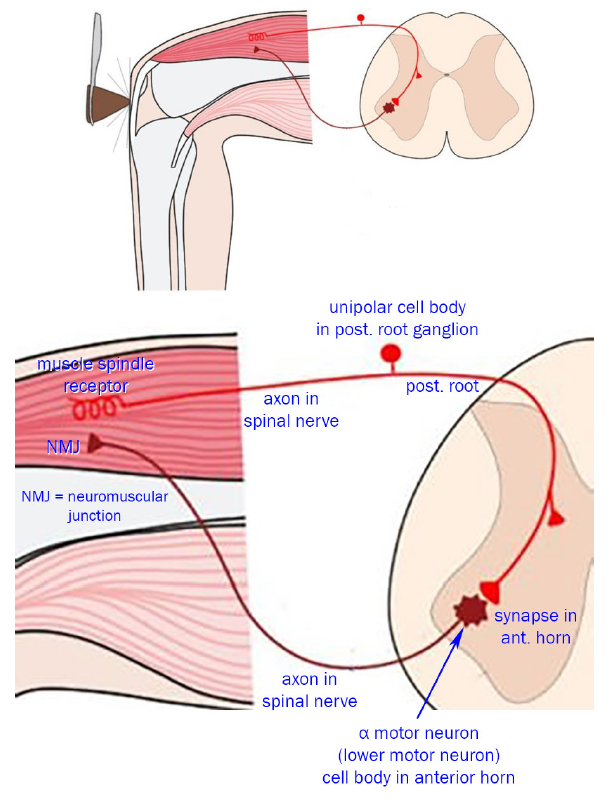 Diagram showing the anatomical parts of the stretch reflex.