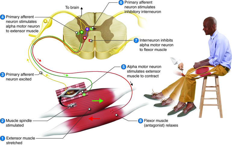 Infographic showing the stretch reflex.