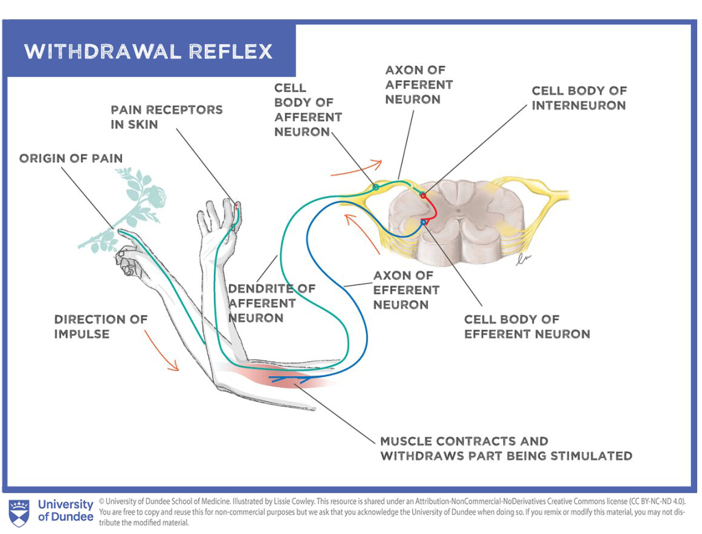 Diagram of the withdrawal reflex.