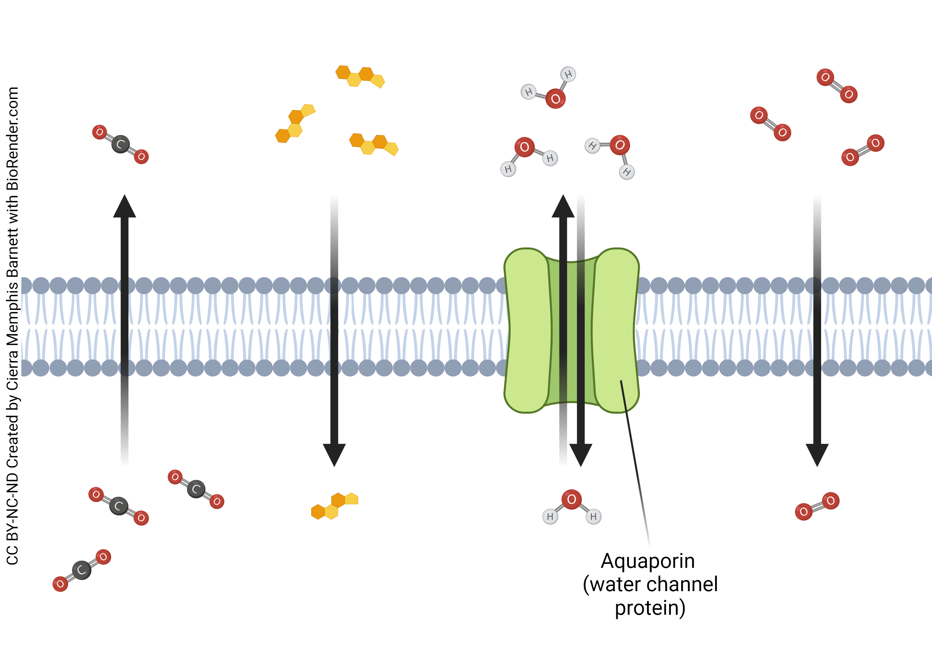 Diagram showing substances that can pass through the cell membrane.