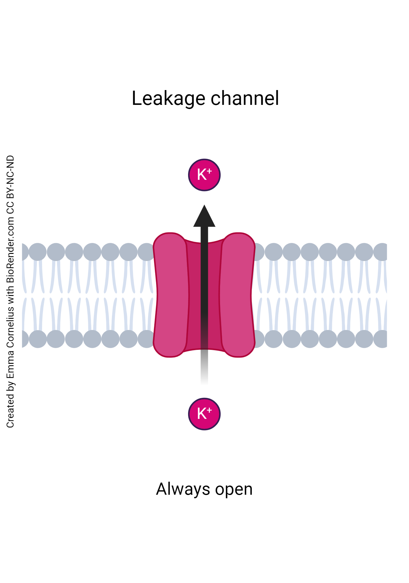 Diagram showing the action of a leakage channel selective for potassium.