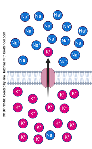 Diagram showing the action of the potassium leakage channel.