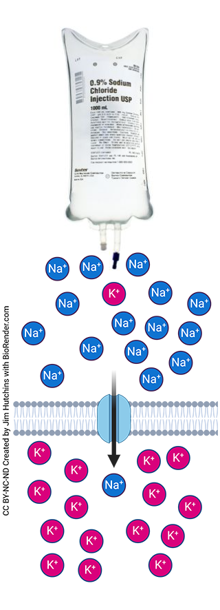 Composite diagram showing a bag of normal saline along with a diagram of the leakage sodium channel.