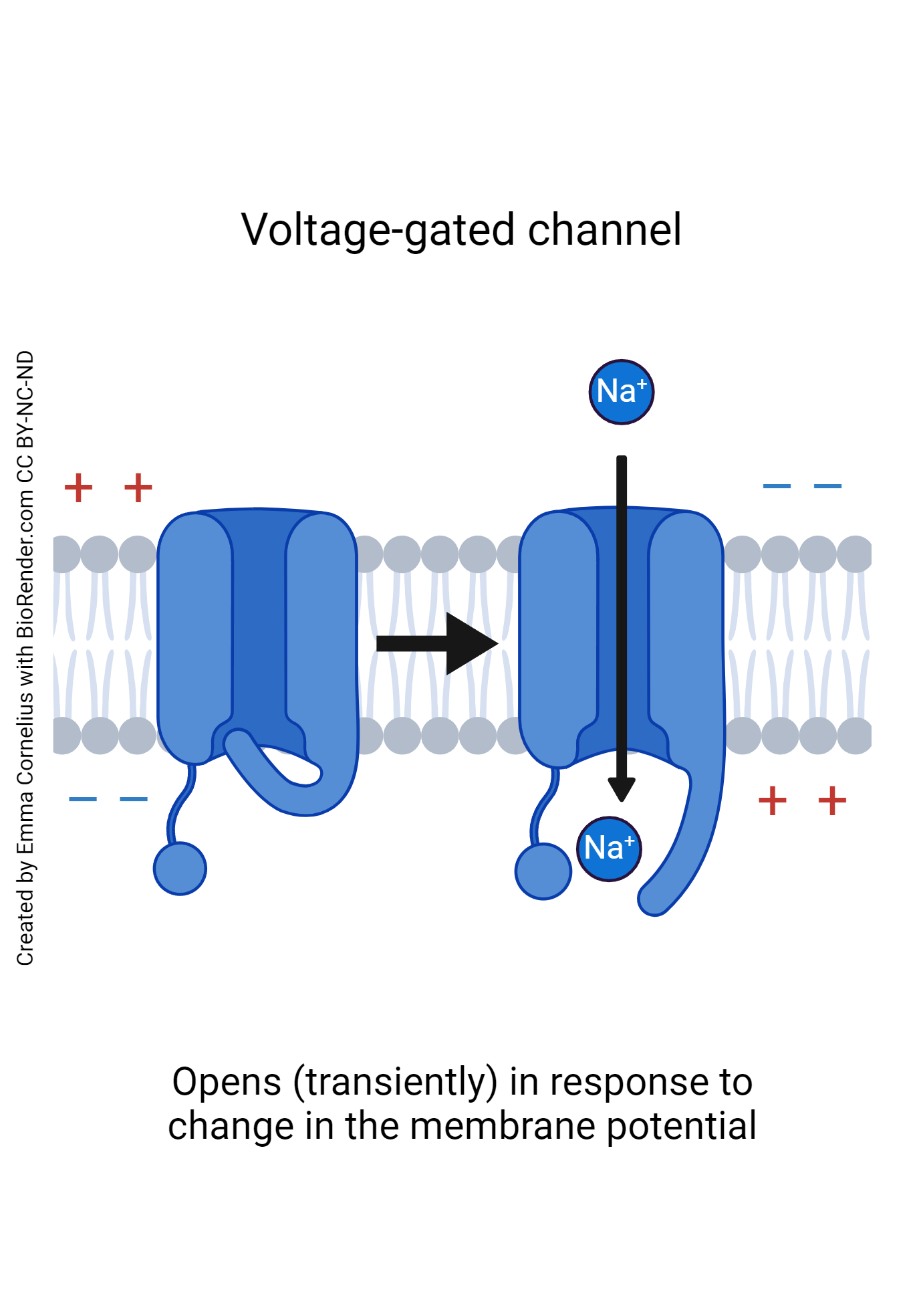 Diagram showing a voltage-gated channel.