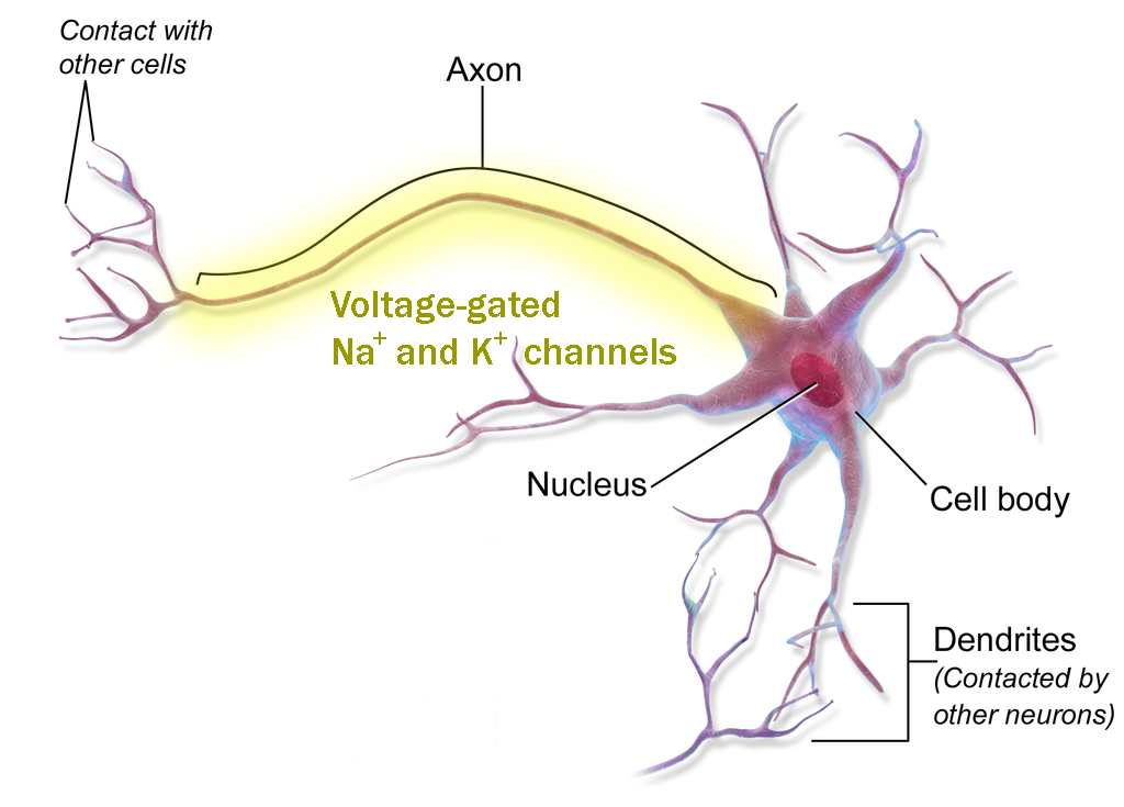 Illustration of a neuron showing the distribution of voltage-gated channels.