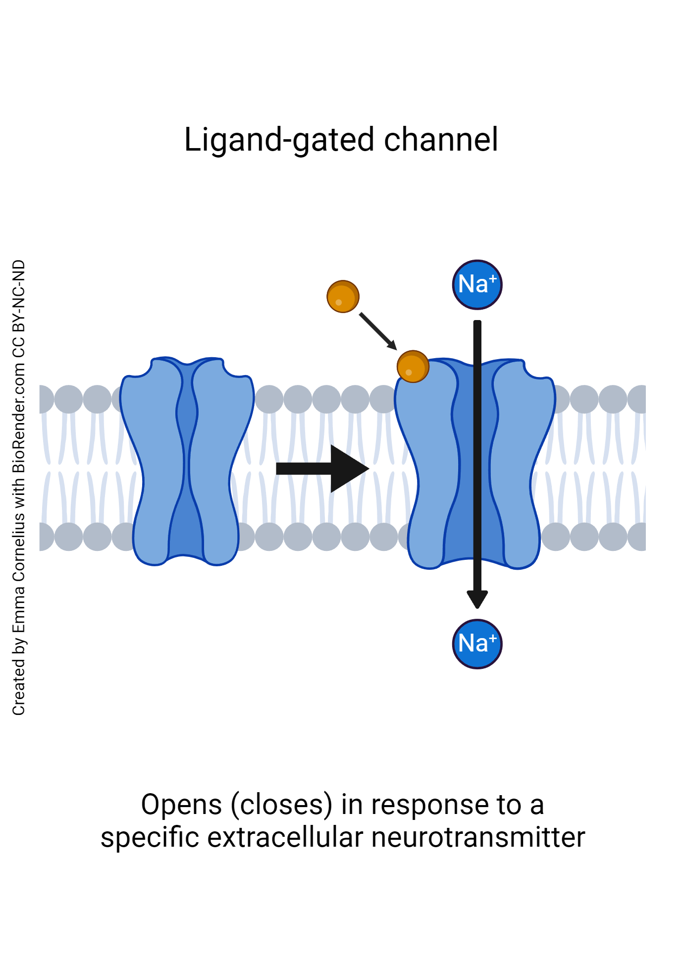 Diagram showing a ligand-gated channel.