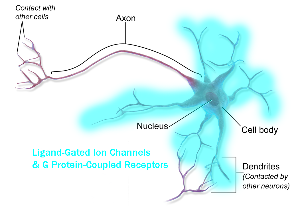 Illustration showing the distribution of ligand-gated channels on the neuronal membrane.