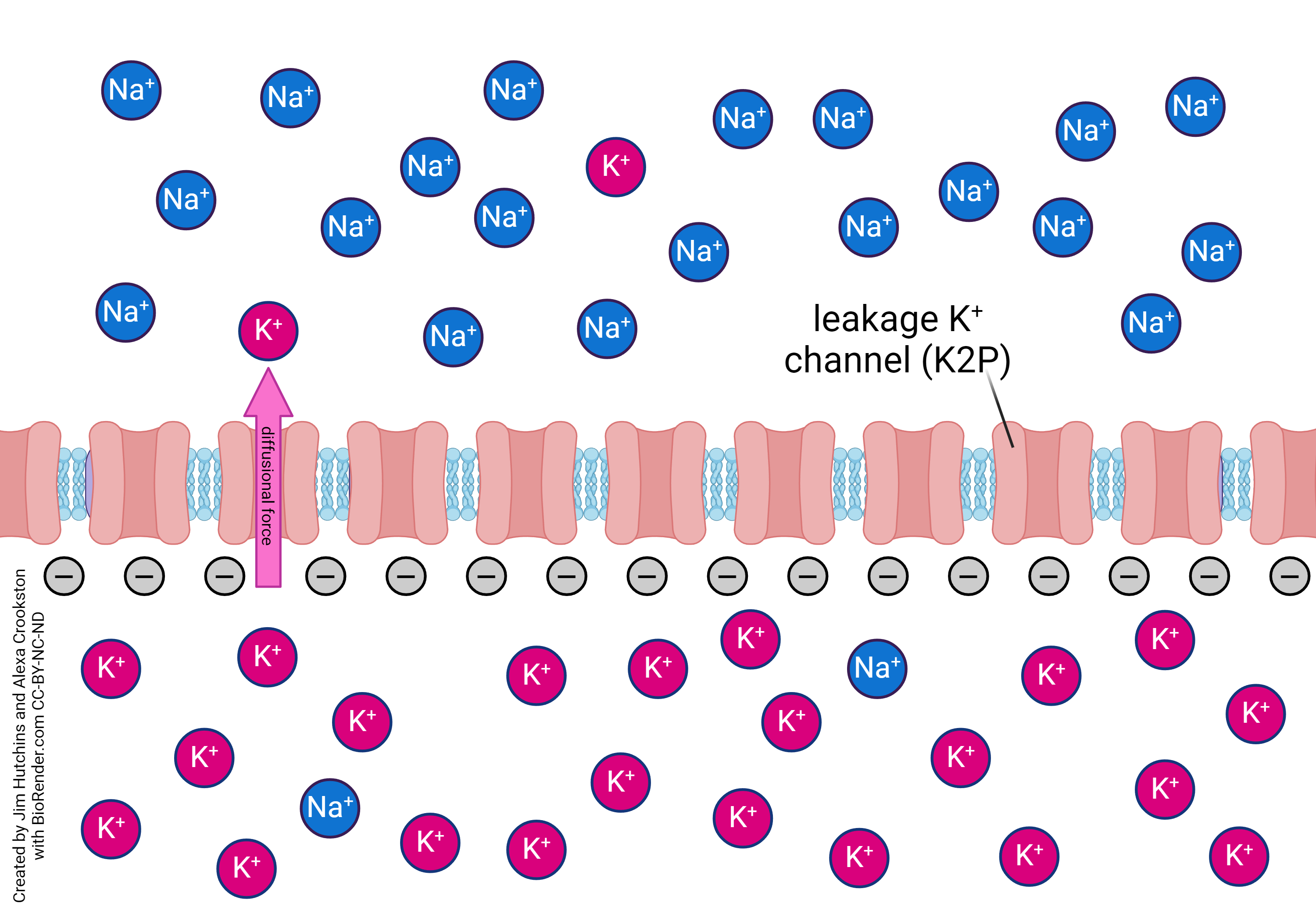 Diagram showing the movement of potassium across the resting membrane when only diffusion forces are considered.