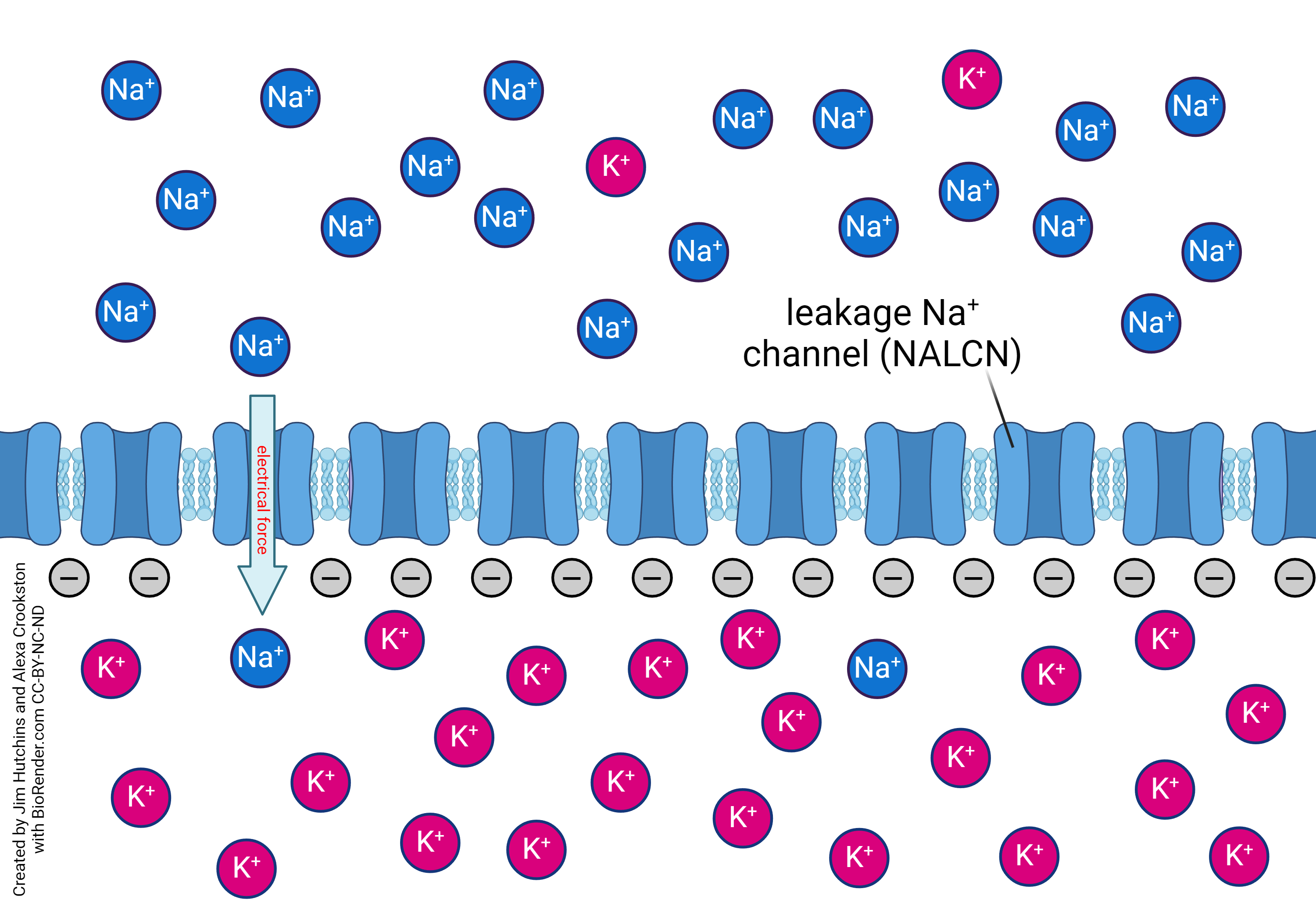 Diagram showing the movement of sodium ions when only electrical forces are considered.