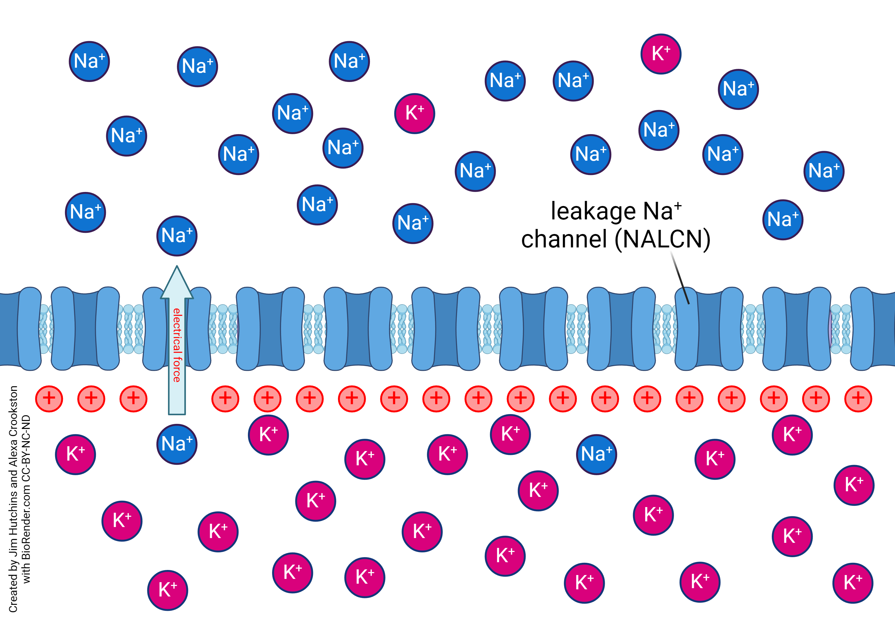 Diagram showing the movement of sodium ions across the positively-charged membrane when only electrical forces are considered.