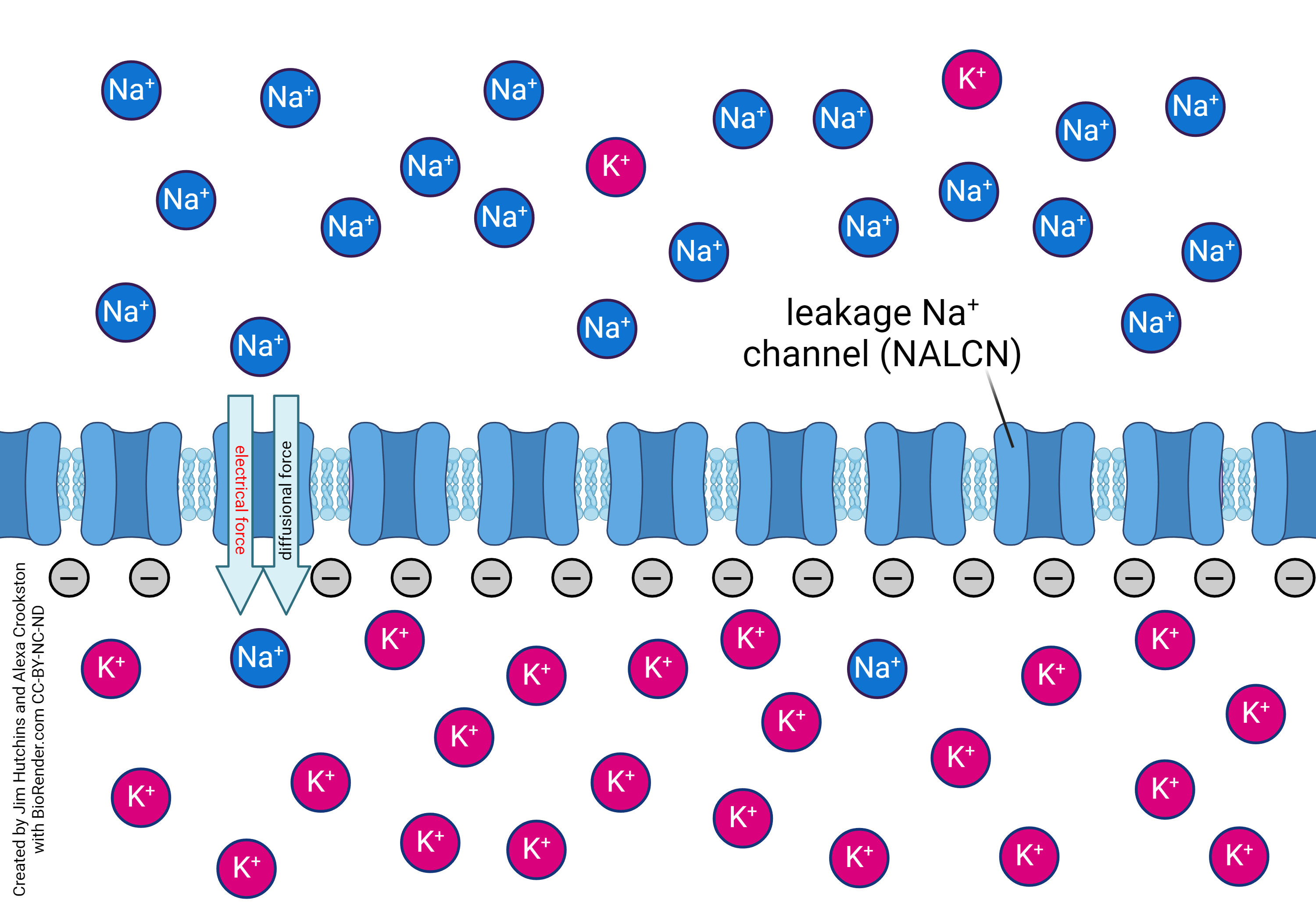 Diagram showing the movement of sodium across the resting membrane when both electrical and diffusion forces are considered.