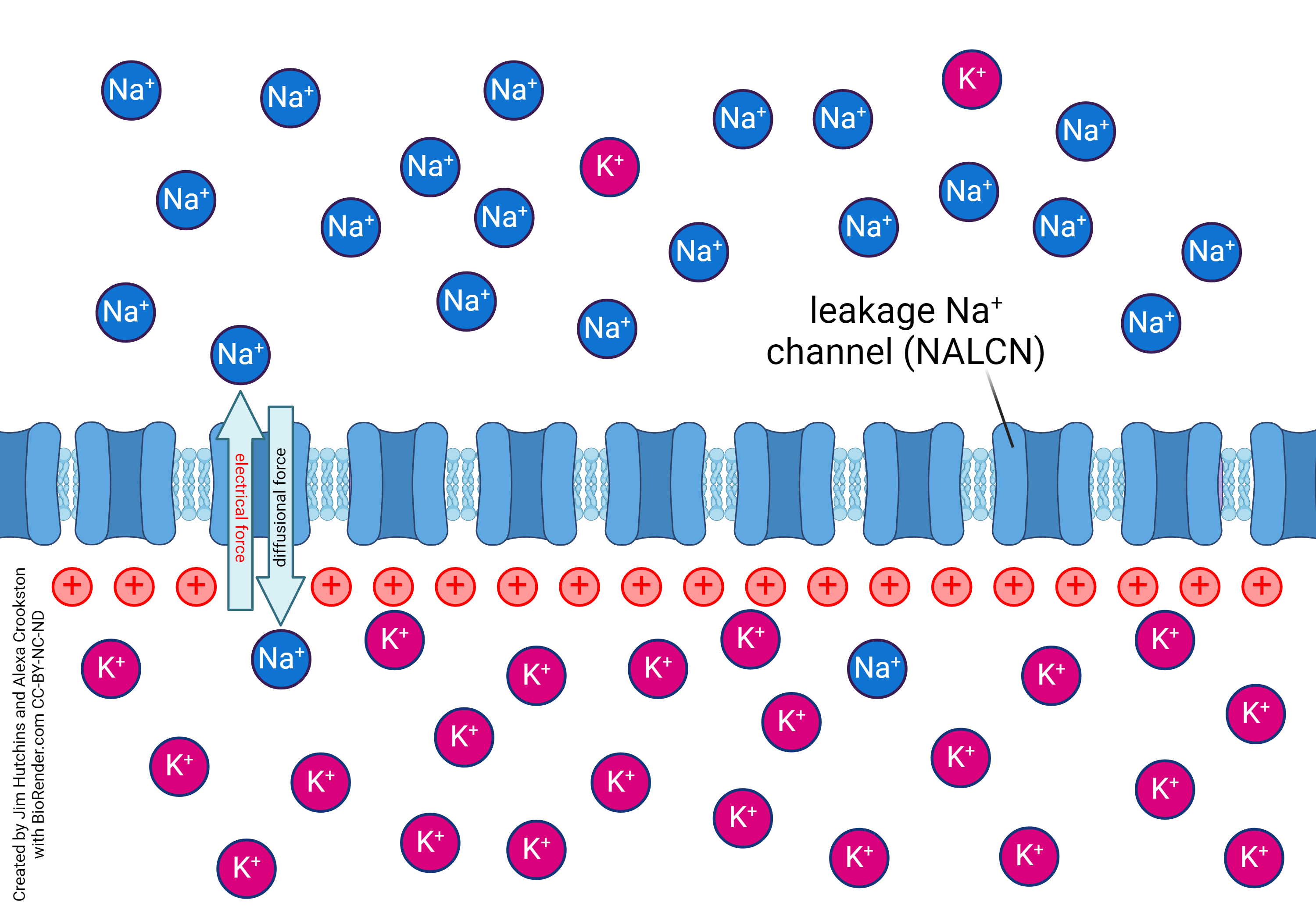 Diagram showing the movement of sodium across the positively charged membrane when both electrical and diffusion forces are considered.