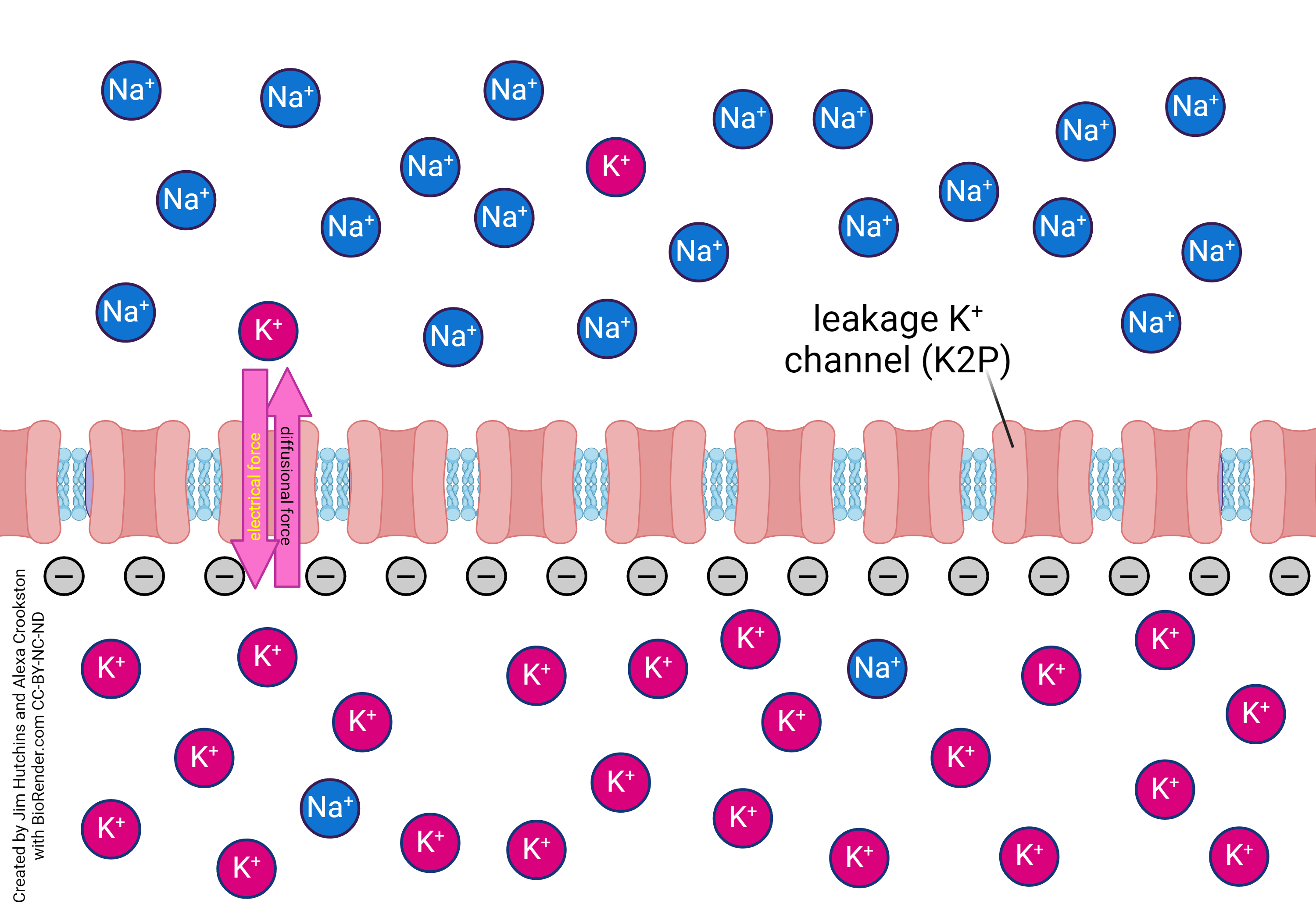 Diagram showing the movement of sodium across the resting membrane when both electrical and diffusion forces are considered.