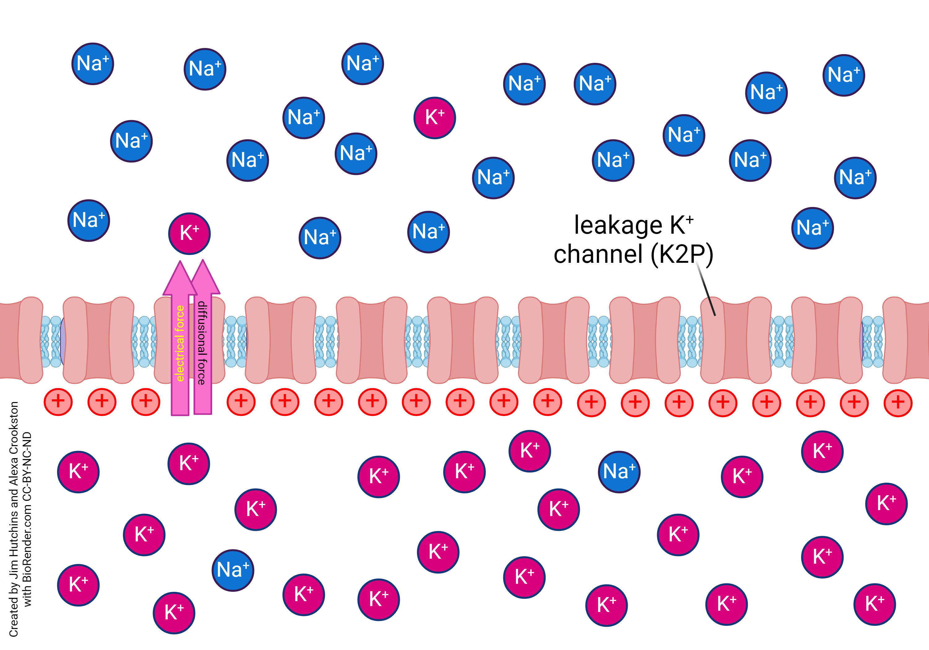 Diagram showing the movement of potassium across the positively charged membrane when both electrical and diffusion forces are considered.