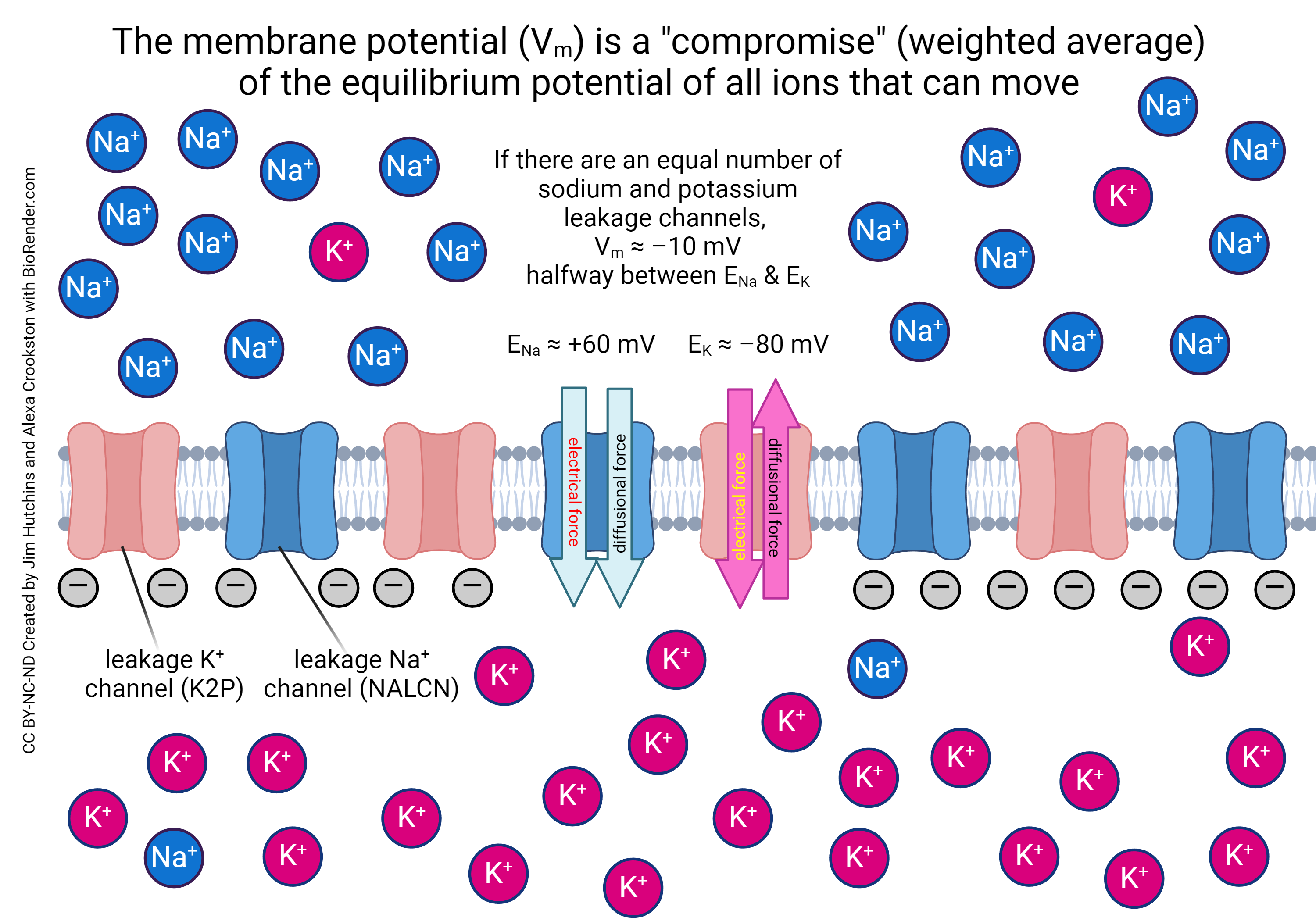 Diagram showing how the resting potential is made up of the contributions of the individual leakage channels.