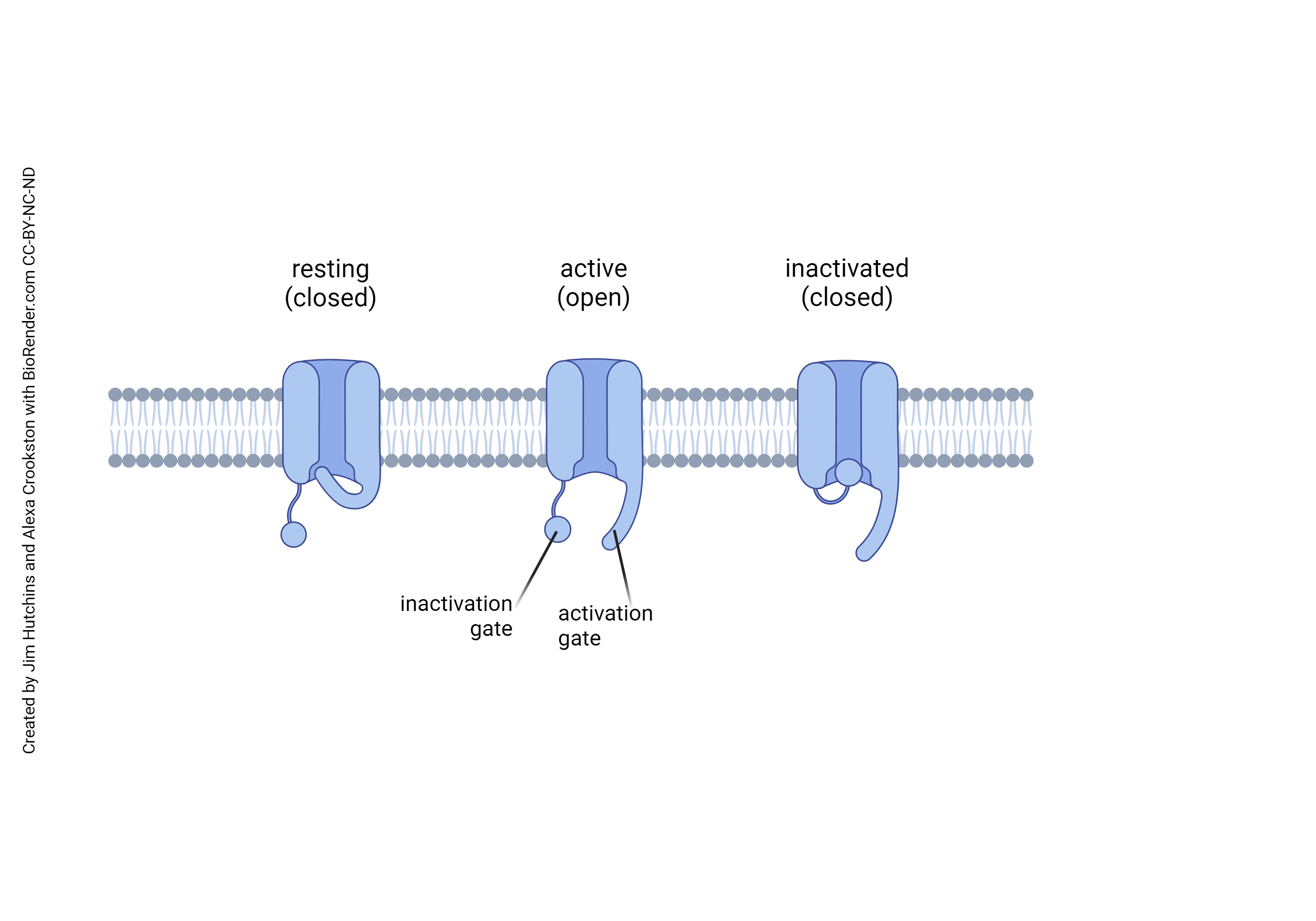 Diagram showing the three states of the voltage-gated sodium channel.