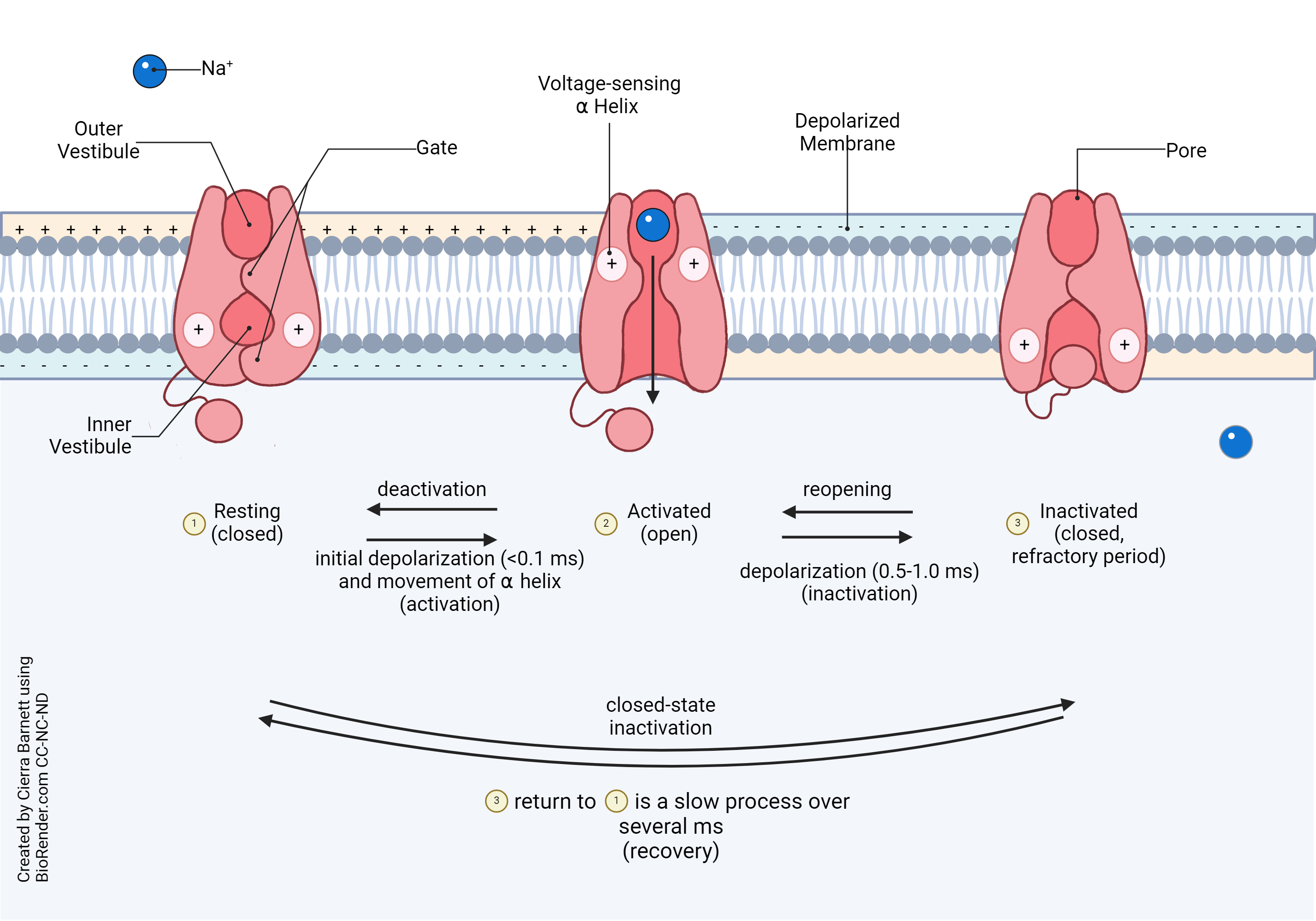 Diagram showing the shift between the three states of the voltage-gated sodium channel