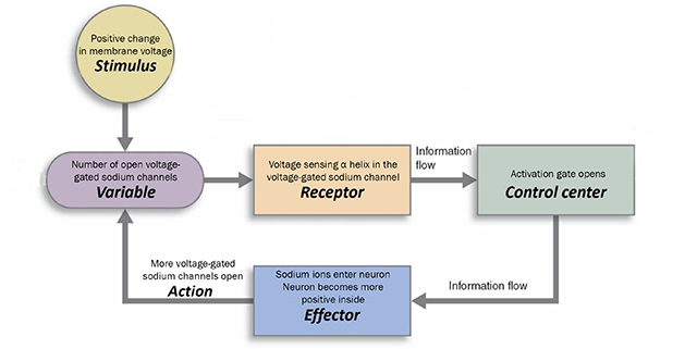 Diagram showing the positive feedback loop that explains the concept of threshold.