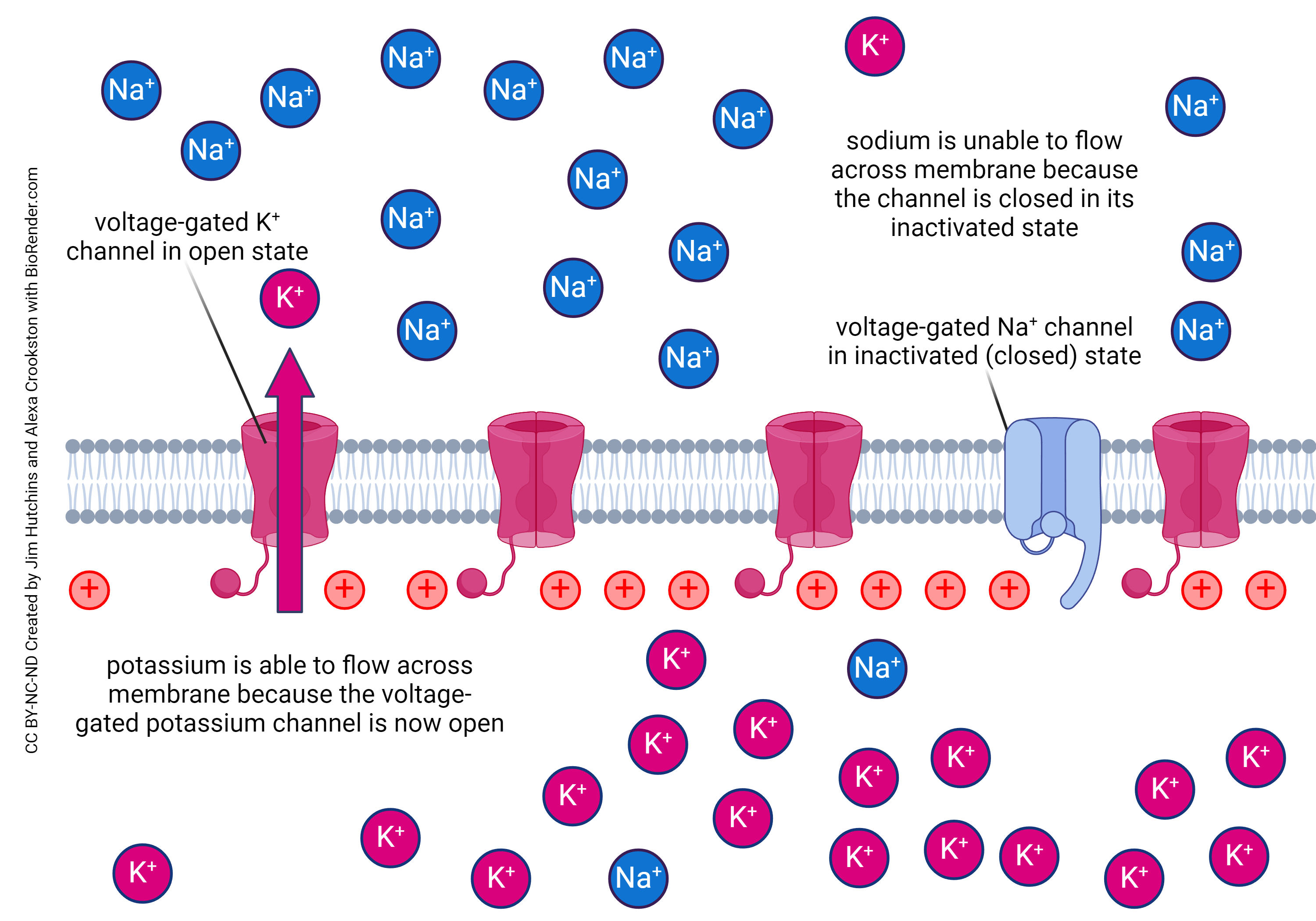 Diagram showing the action of voltage-gated channels in the falling phase of the action potential.