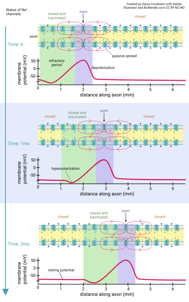 Diagram showing the propagation of the action potential.