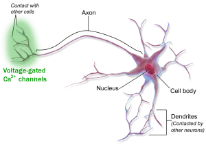 Shading indicating the location of voltage-gated calcium channels superimposed on an artist's conception of a neuron.