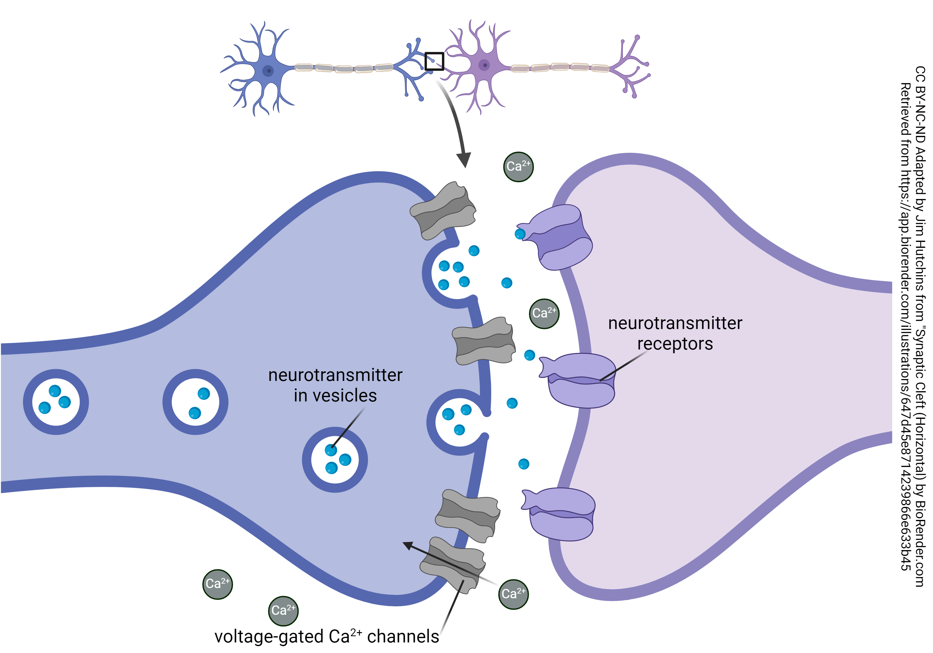 Diagram of a voltage-gated calcium channel at the synapse.