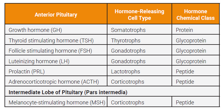 Table describing the cell types and chemical class for each of the hormones released from the anterior pituitary.