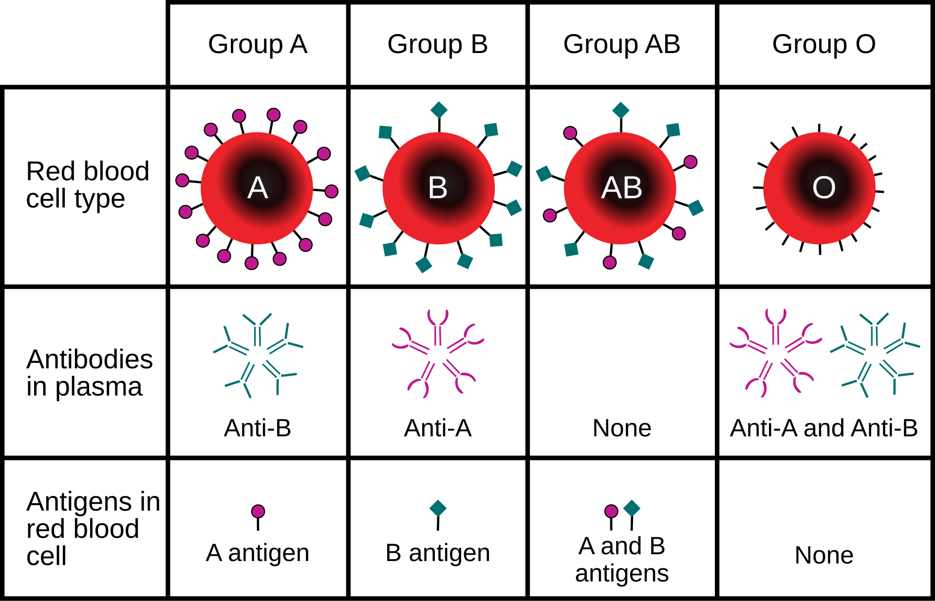Diagram / table showing the different blood types.