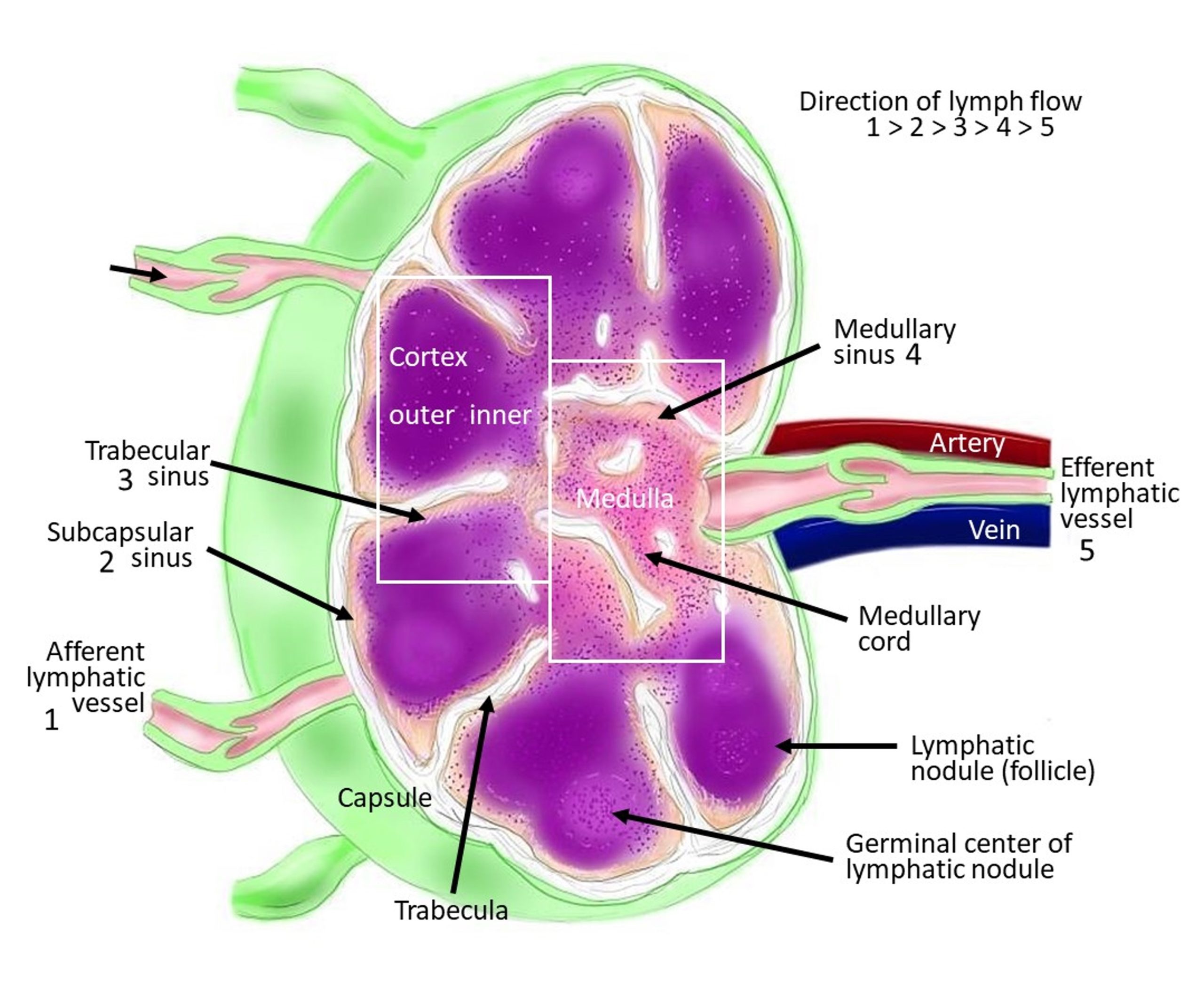 Diagram of a lymph node.