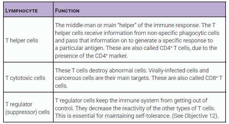 Table listing the important features of each type of T lymphocyte.